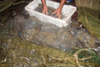 Rising Salinity in Don River Unlikely to Bring Jellyfish to Rostov