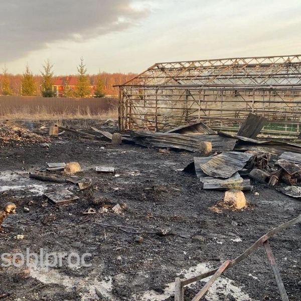 Источник: Прокуратура Московской области