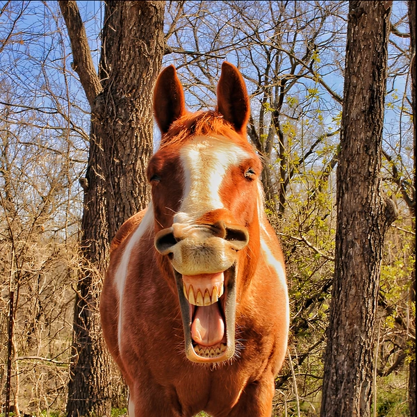 Источник: Mary Ellis / Animal Friends Comedy Pet Photo Awards