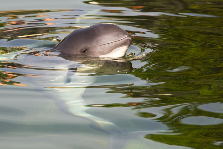 Приплывут за рыбой: в каких городах России можно будет познакомиться с дельфином?