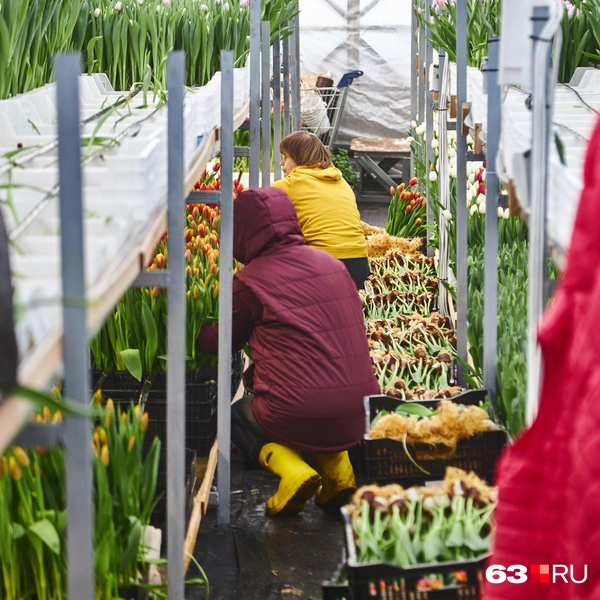 —&nbsp;Поэтому цветы по мере созревания каждого сорта собираем и укладываем «спать» в холодильник | Источник: Роман Данилкин / 63.RU