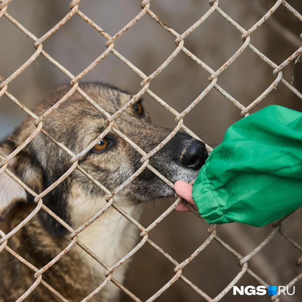 Животные вполне дружелюбные | Источник: Александр Ощепков / NGS.RU