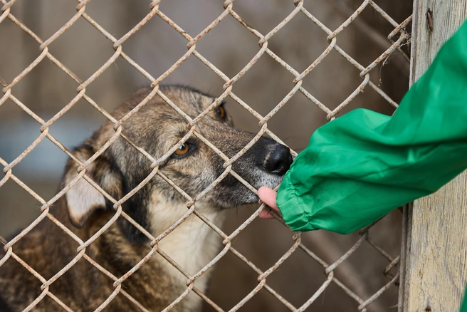 Источник: Александр Ощепков / NGS.RU