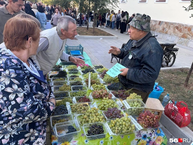 Виноградарь Виктор Худяков с удовольствием рассказывал всем о своей ягоде | Источник: Николай Сальников / 56.RU