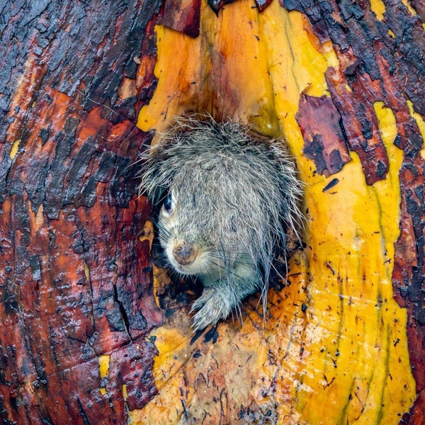 «Меня стриг он же!» | Источник: Christy Grinton / Nikon Comedy Wildlife Awards 2025