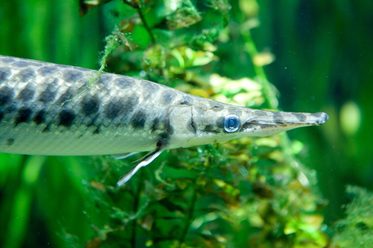 В аквариуме-музее Севастополя погибли 11 панцирных щук: что это за рыба и где она водится?