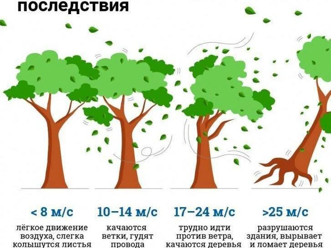 Так выглядят возможные последствия ураганного ветра | Источник: Полина Авдошина / Городские медиа
