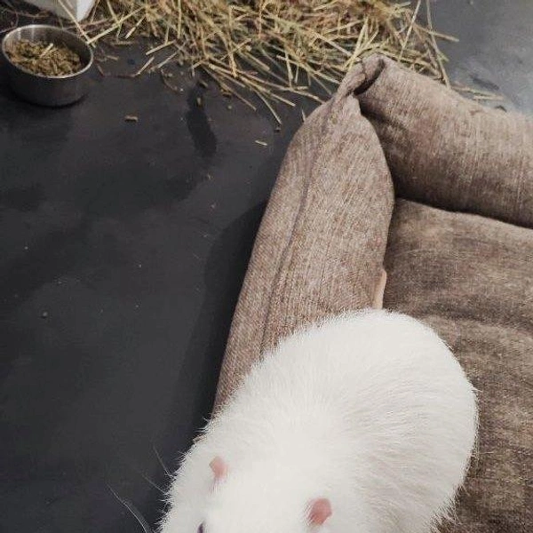 Источник: Северо-Западное межрегиональное управление Федеральной службы по ветеринарному и фитосанитарному надзору