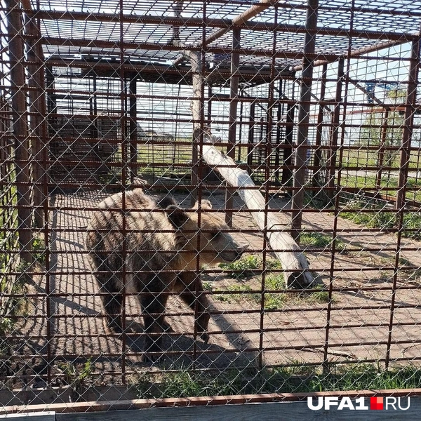 Источник: Антон Селиверстов / UFA1.RU