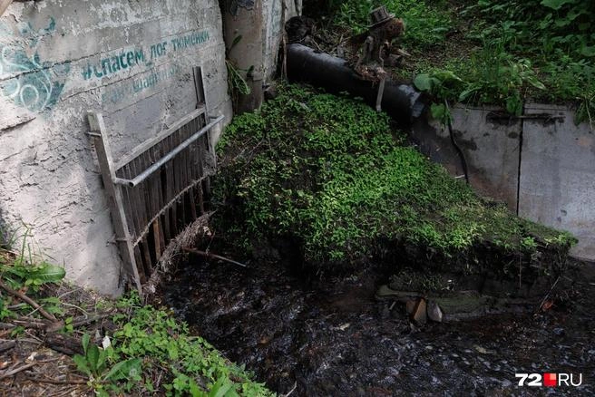 Сейчас лог зарос и там можно найти много мусора | Источник: Ирина Шарова / 72.RU
