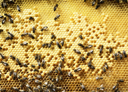 Пчела с эффектом anti-age