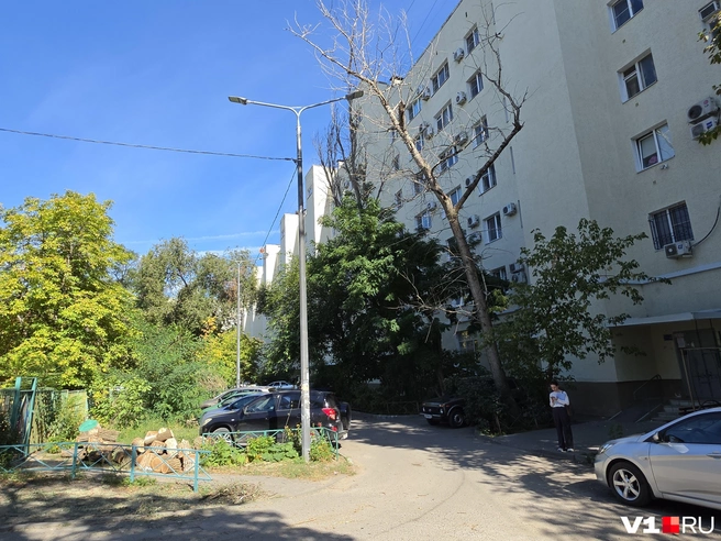 Огромное высохшее дерево уже давно угрожает падением на площадку для прогулок воспитанников детского сада | Источник: Константин Завриков / V1.RU