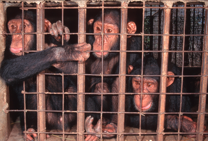 Операция спасения: ученые составили карту незаконного трафика шимпанзе из Африки