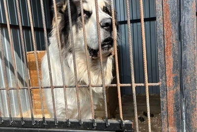 Тюменка ищет дом для 13 алабаев из приюта