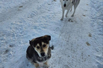 Спасенный слепой пес Рекс стал отцом
