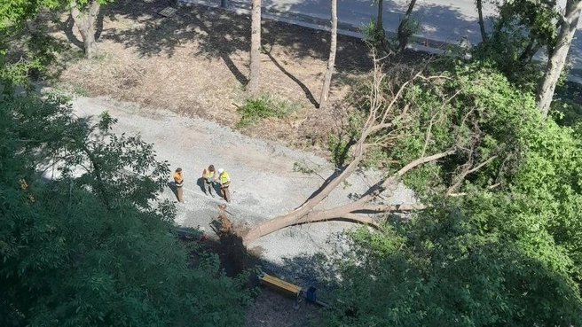 Деревья даже не спилили, их повалили на землю с помощью техники | Источник: читатель 74.RU