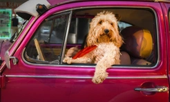 Самые смешные фото собак, которые ведут себя как люди, за всю историю комичного конкурса Comedy Pet Photography Awards