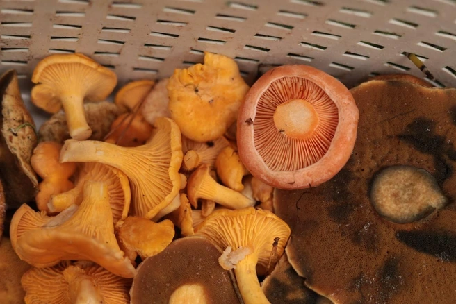 Помимо лисичек, сейчас активно начали появляться рыжики  | Источник: Ольга Курочкина 