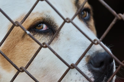 Томичи требуют остановить травлю собак через обращение к президенту