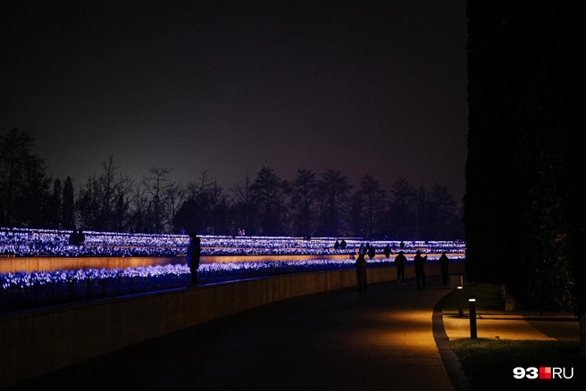 Электрический шалфей | Источник: Дарья Паращенко / 93.RU