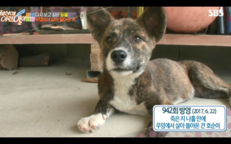 Собака выбралась из могилы и вернулась к хозяевам: потрясающая история из Южной Кореи