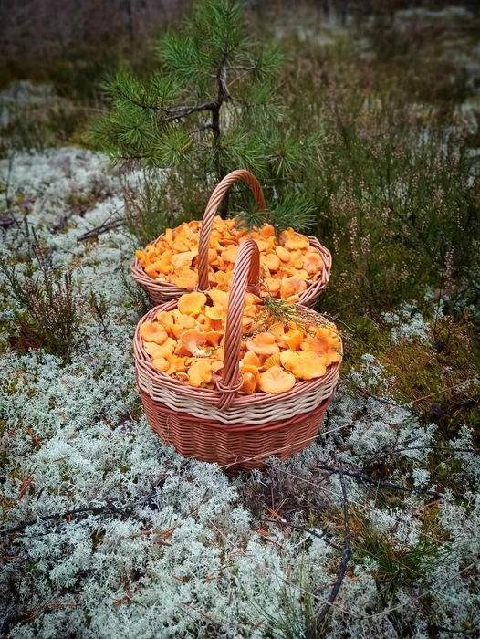 Как будто еще лето. Петербургские грибники показывают полные корзины лисичек | Источник: Ирина / «Грибы и Грибники СПб»