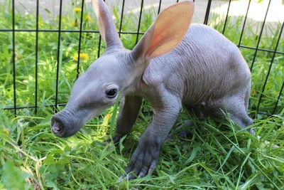 Трубкозубу из нижегородского зоопарка выбрали имя — Табо