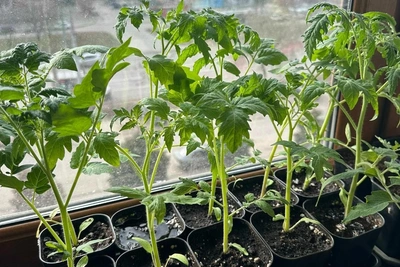 Дачница на Волге: как высадить рассаду вопреки апрельским заморозкам