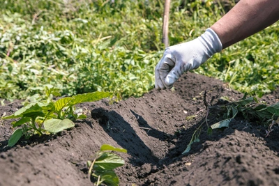 Донские аграрии остаются без рабочих из-за миграционных реформ