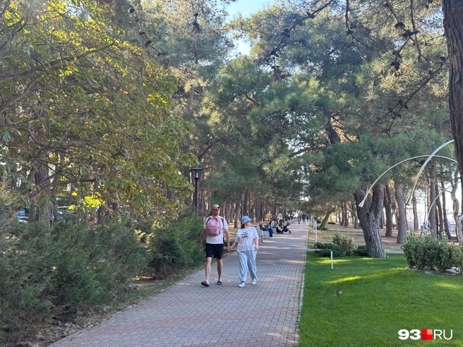 Можно прогуляться в тени среди сосен | Источник: Дарья Паращенко / 93.RU