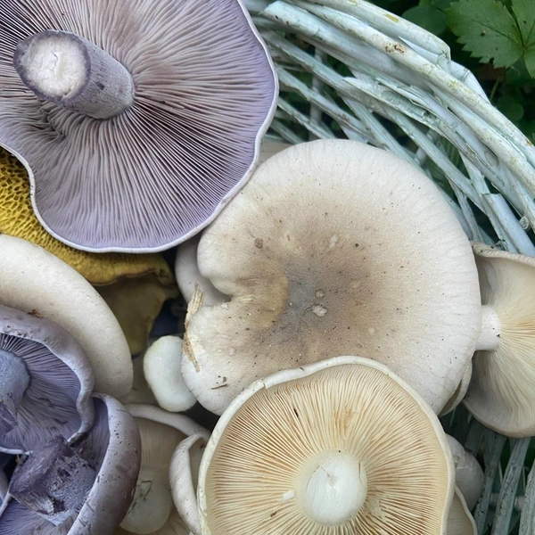 Источник: Андрей Чахоян / Грибы в Подмосковье 2025 / VK.com