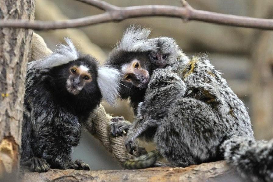 ���� ���������-������� �� �������� ����� �� ��������������� �������� �������� � �������. ���������, ������� �� ��