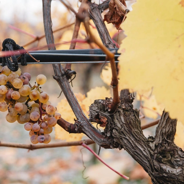 Ягоды на лозах можно попробовать&nbsp;— если позволяет сезон | Источник: Андрей Белавин