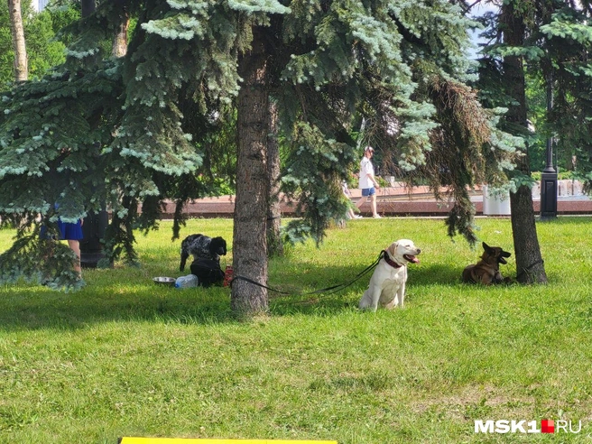 Источник: Иван Гусаров / MSK1.RU