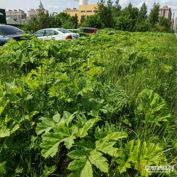 Источник: читательница «Фонтанки»