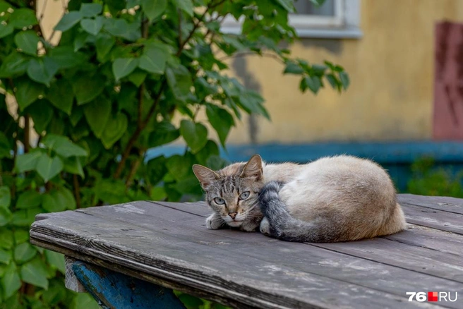 Котики здесь милые | Источник: Кирилл Поверинов / 76.RU