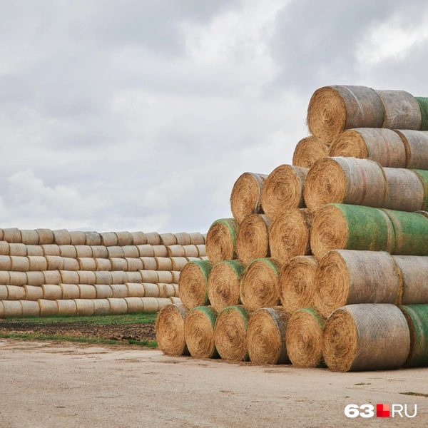 Источник: Роман Данилкин / 63.RU