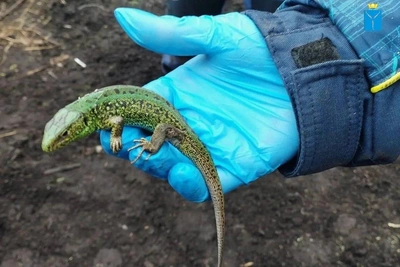 Ящерица устроила «сауну» в овечьей шерсти