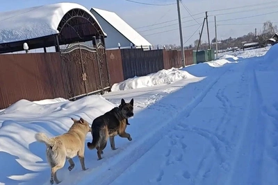 Girl hospitalized after dog attack in Sadovoe village