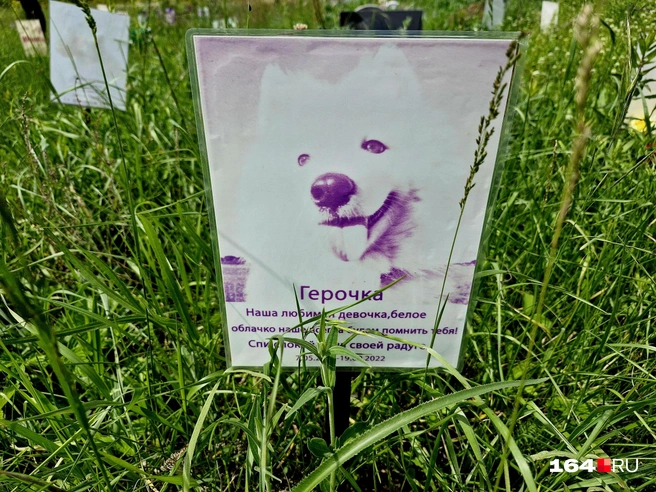 Герочка ушла на радугу | Источник: Виктория Федорова / 164.RU