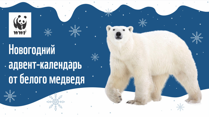 WWF* России представил онлайн адвент-календарь в защиту белого медведя