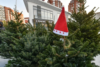 Где купить ёлку в Томске: адреса новогодних базаров