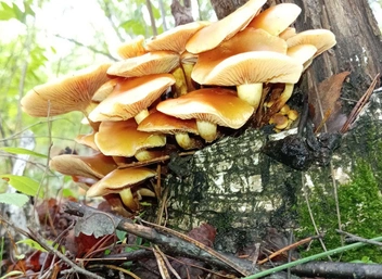 А это опята зимние, их тоже можно есть | Источник: читатель «Чита.Ру»