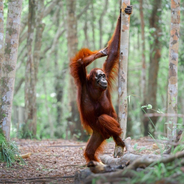 «Скажи, как мне лучше встать?» | Источник: Michael Stavrakakis / Nikon Comedy Wildlife Awards 2025
