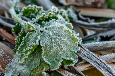 Холодный фронт на Кубани: заморозки до -3 °С
