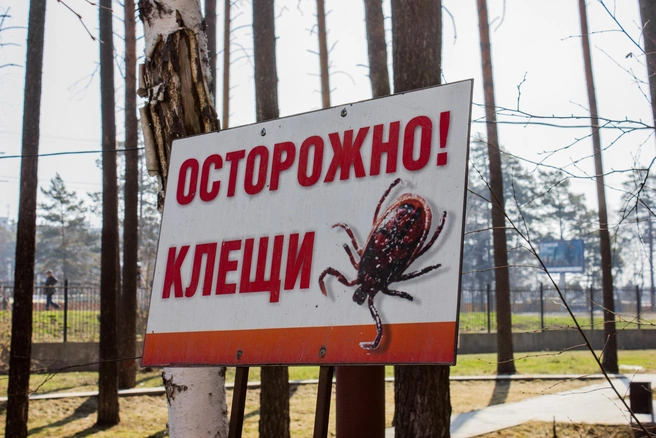 Клещи переносят ряд смертельно опасных для человека болезней | Источник: Мария Морсина / NGS.RU