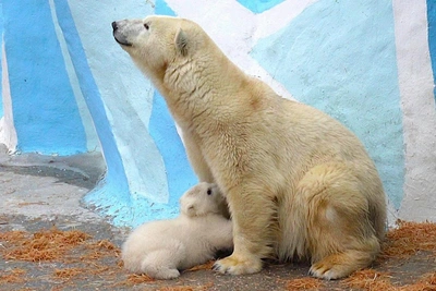 Белый медвежонок в Новосибирске отдаляется от мамы
