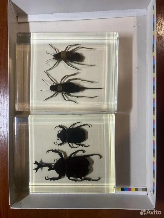 Фу? Или «ой какие красавчики»? | Источник: Авито 