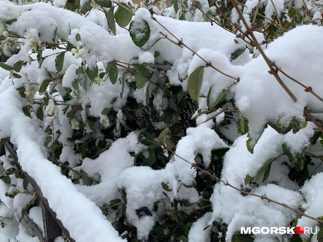 Город превратился в зимний за несколько часов  | Источник: читатель MGORSK.RU