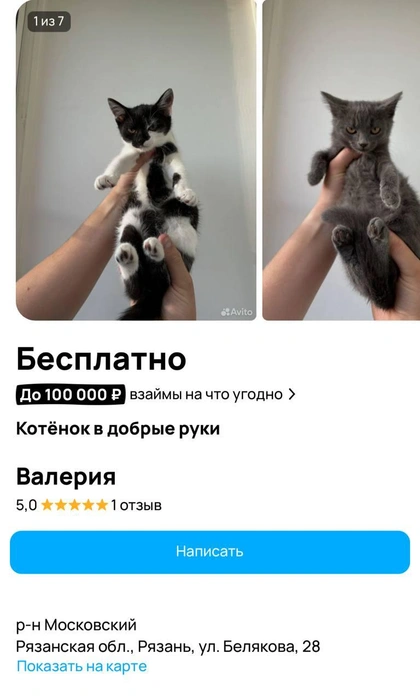 Этих котиков можно забрать бесплатно  | Источник: сайт бесплатных объявлений